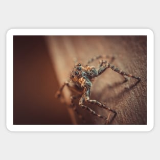 Cute & Curious Jumping Spider Macro Photograph Sticker